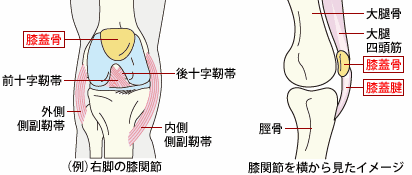 半月板损伤分级