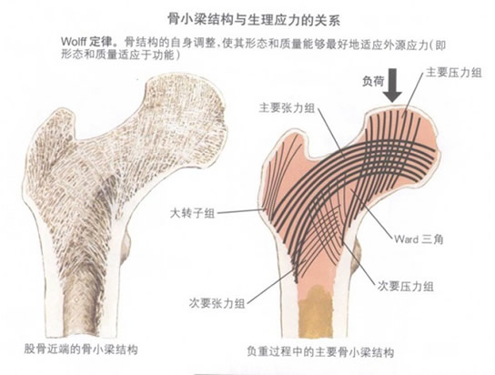 骨小梁结构